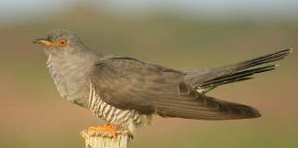 Les Naturiales – Le blog