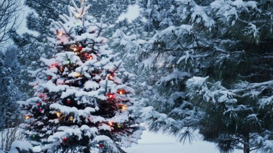 Les Naturiales – Le blog