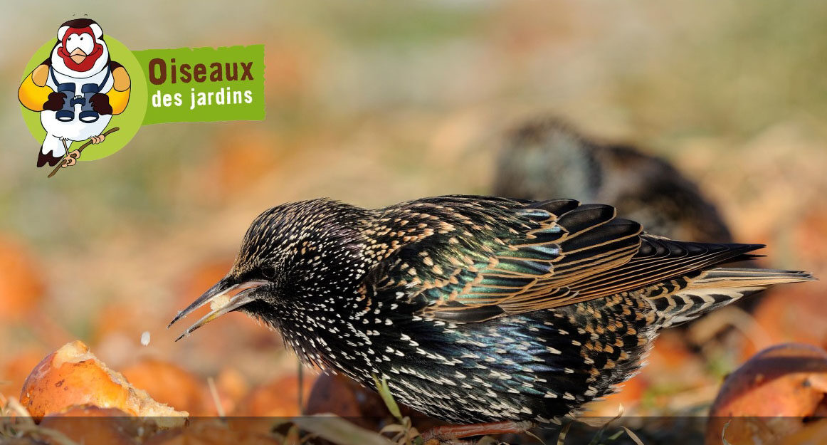 Les Naturiales – Le blog