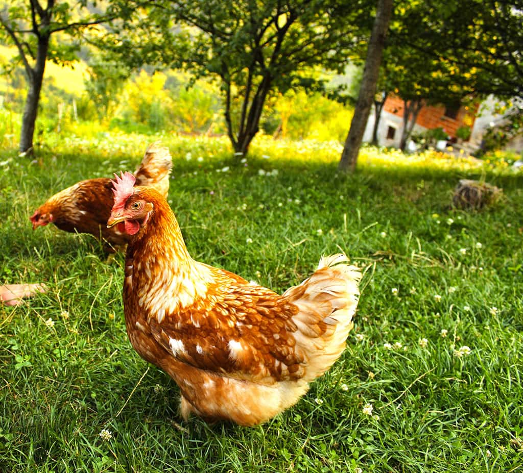 Les poules Les naturiales