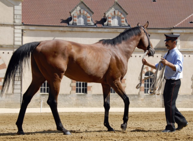 Haras