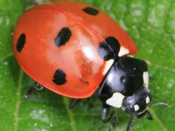 Les Naturiales – Le blog